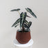 Alocasia lowii ‘Bambino' (Dwarf form) - 13cm pot